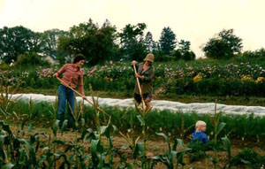 Hoeing the fennel Hoeing the fennel