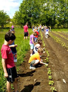 Visiting students plant sunflowers