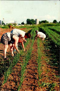Weeding together